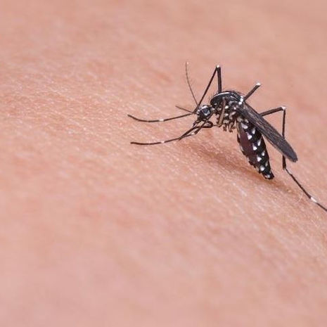 Kerala on alert after 47-year-old man dies due to West Nile fever