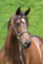 Ardrossan x Subtribute