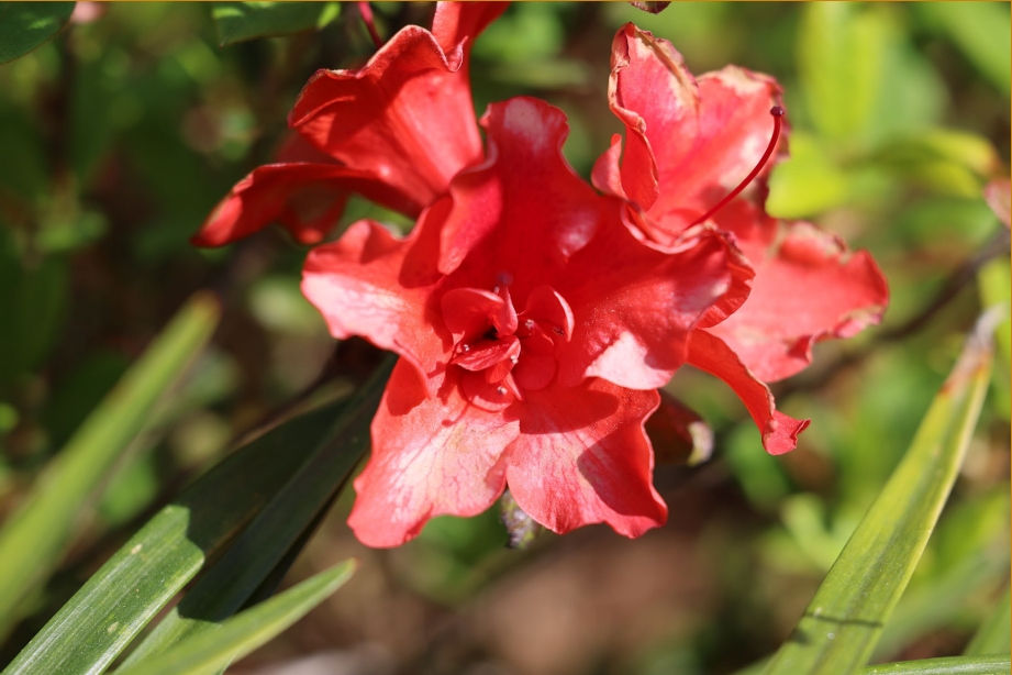 Close-up view of a plant bloom showcasing intricate details