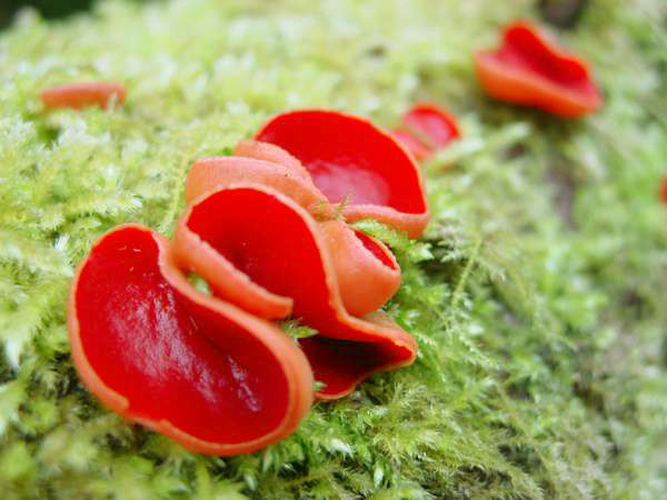 sarcoscypha-austriaca