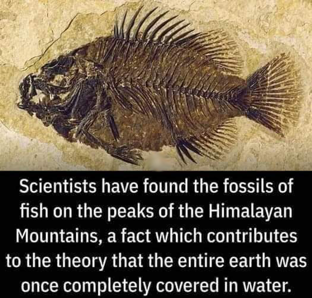 Marine Microorganisms.png