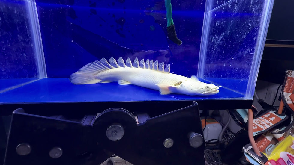 サムネイル： 世界最高峰クラス！ワイルドフェイス！極上蜃気楼 25cm ②