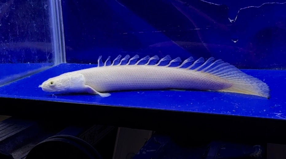 サムネイル： 純白！ビッグサイズ！プラチナビキールラプラディ 17cm