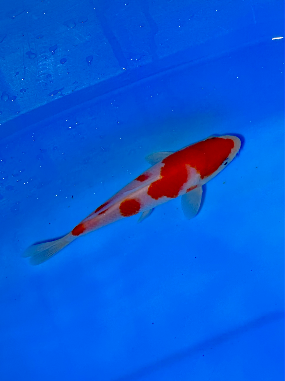 サムネイル： 阪井養魚場産 特選紅白！15cm！