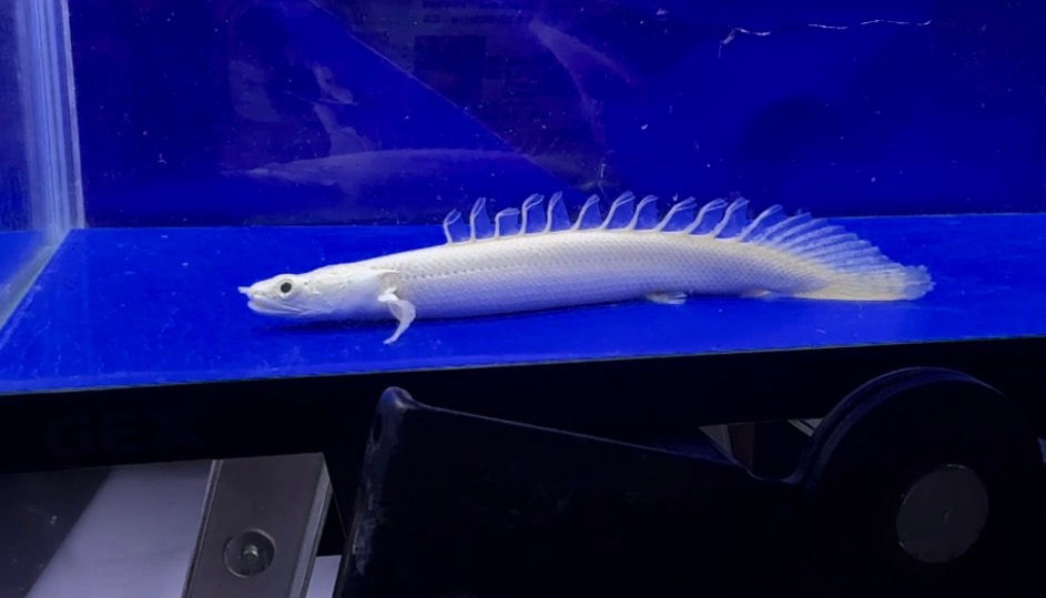 小顔 スプーンヘッド！純白！プラチナビキールラプラディ 14cm