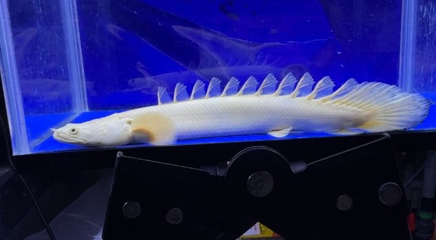 サムネイル： 世界最高峰クラス！ワイルドフェイス！極上蜃気楼 25cm ②