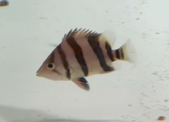 極太バンド！完品！ダトニオリアルバンド！9cm③