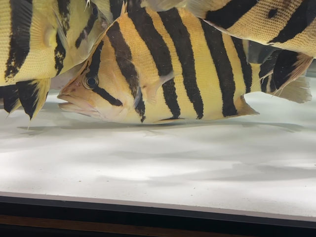 サムネイル： 極美腹巻きバンド！ボルネオタイガー  35cm！