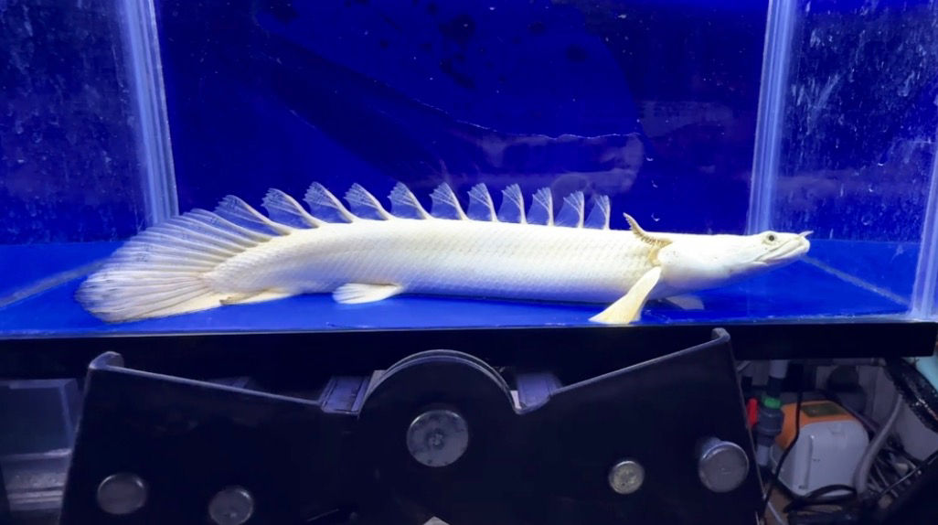 世界最高峰クラス！ワイルドフェイス！極上蜃気楼 25cm ②
