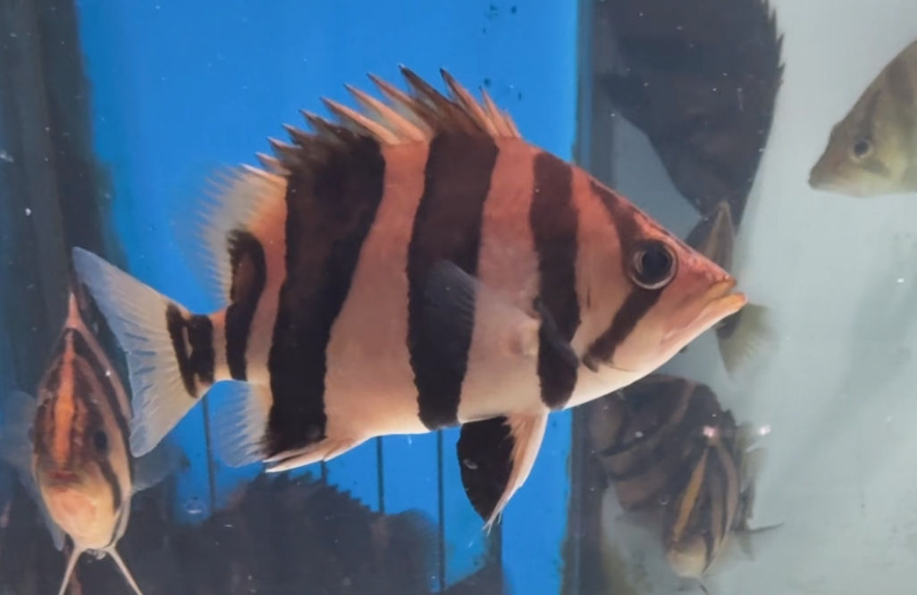 ついに秘蔵個体リリース！神個体！極上リアルバンド 16cm！