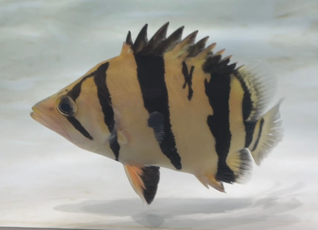 Mr.X！！シャムタイガー スーパーハイイエロー！！15cm！