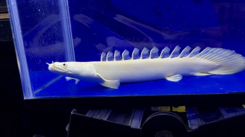 超極美！スプーンヘッド！ワイルドフェイス 蜃気楼 25cm！ 1