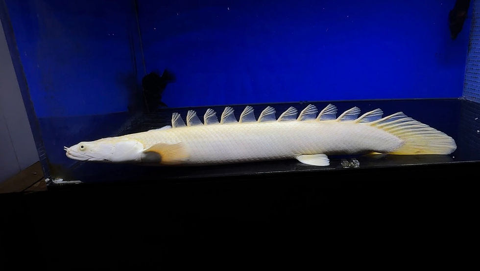 サムネイル： モンスターサイズ！41cm！蜃気楼 プラチナエンドリケリー！