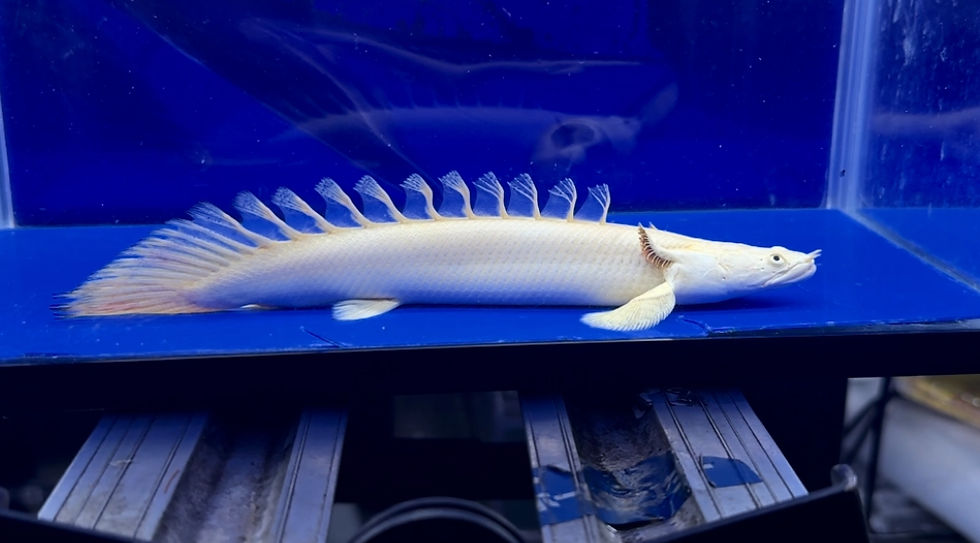 サムネイル： 神個体降臨！極上神フェイス！蜃気楼20cm！