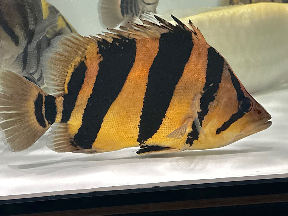 ダトニオ　リアルバンド　証明書付き ダトニオ リアルバンド 証明書付き