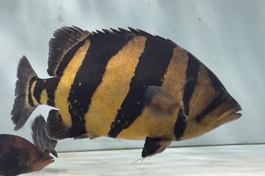 ハンドメイド　48cmダトニオ シャムタイガー　フィギュア　レプリカ　置物　魚 48cm ダトニオ 魚 フィギュア 立体・オブジェ fish craft REAL