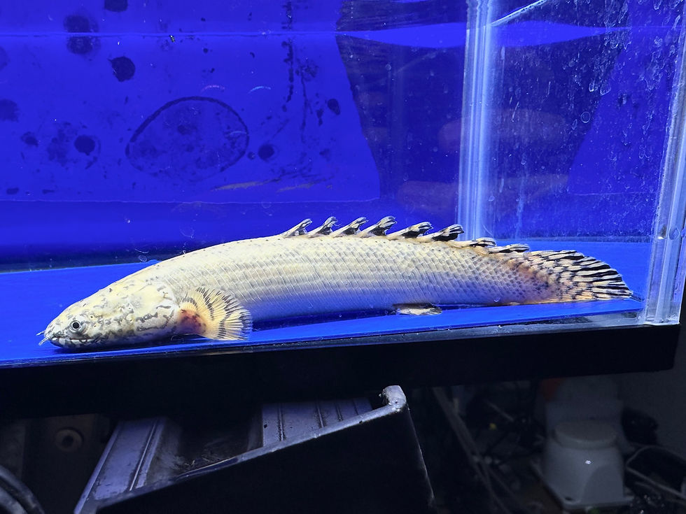 サムネイル： 超一級品！極美 極太！！プラチナオルナティ 17cm！