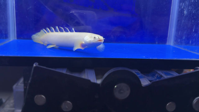 サムネイル： 激レア！MAXサイズ！プラチナパルマスポーリー20cm
