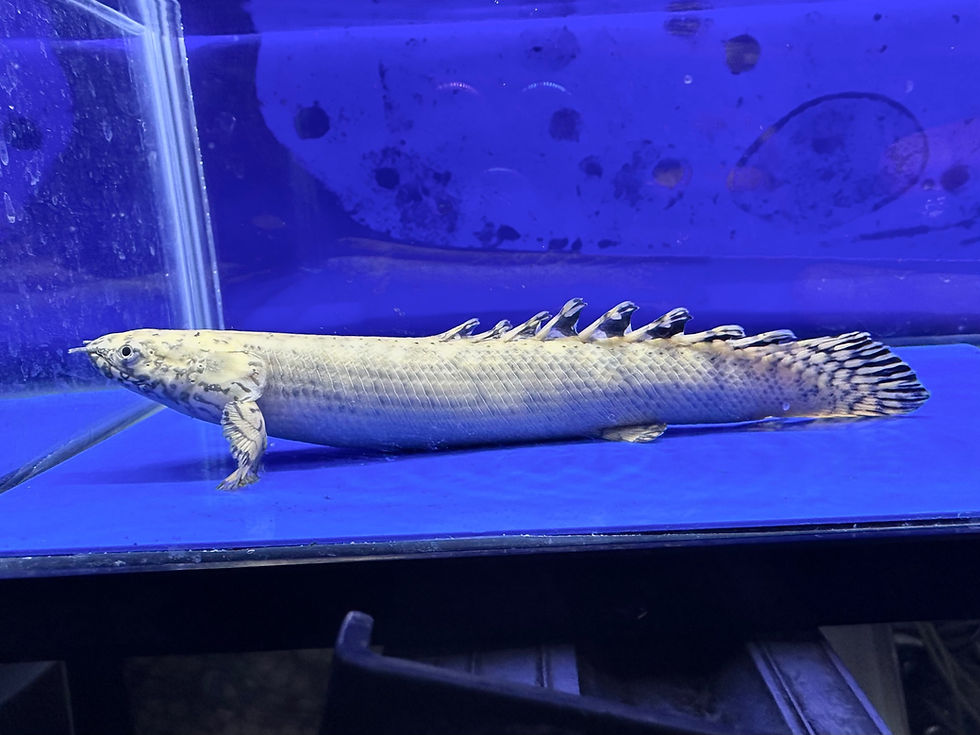 サムネイル： 超一級品！極美 極太！！プラチナオルナティ 17cm！