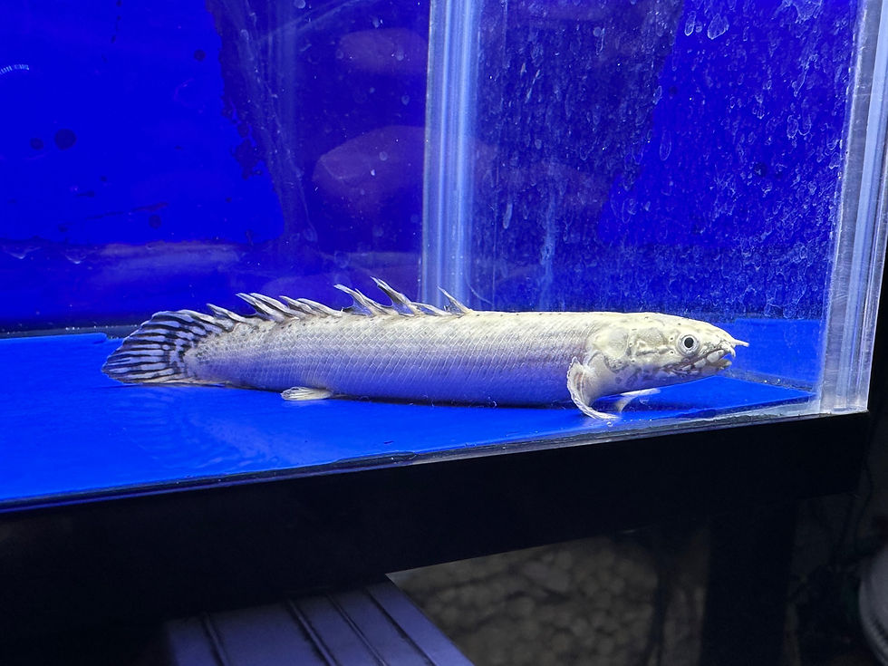 サムネイル： 超純白！超美顔！プラチナムオルナティ！13cm！