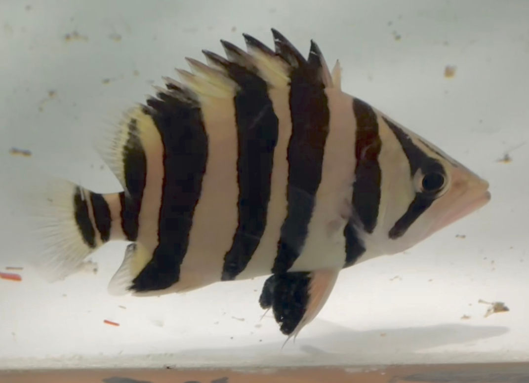 中国マニアより買い付け個体！極上スマトラタイガー 証明書付き 13cm