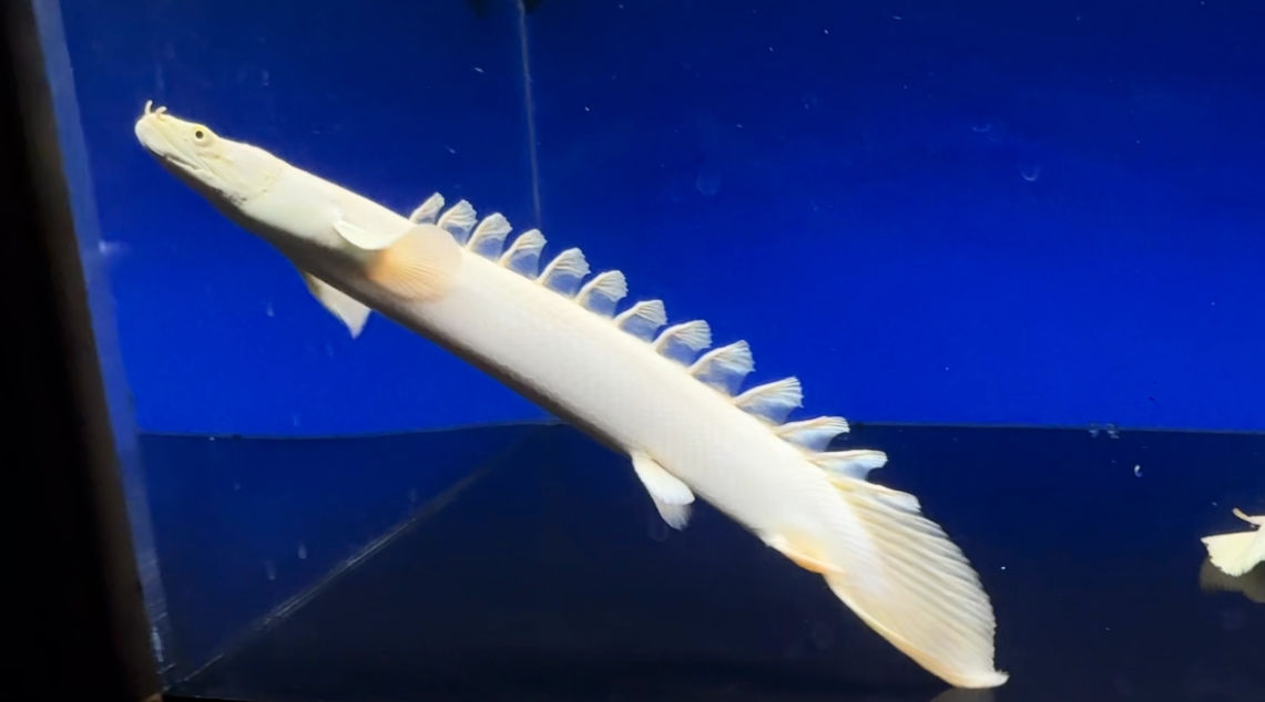 BIG！蜃気楼 極上ワイルドフェイス！ロングフィン 31cm