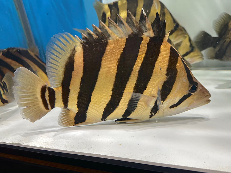 サムネイル： 極美腹巻きバンド！ボルネオタイガー  35cm！