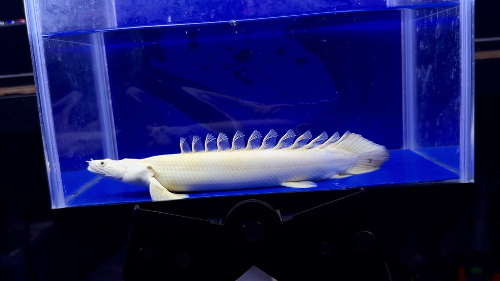 サムネイル： モンスター級の肩口の盛り上がり！超ド級体型！蜃気楼28cm