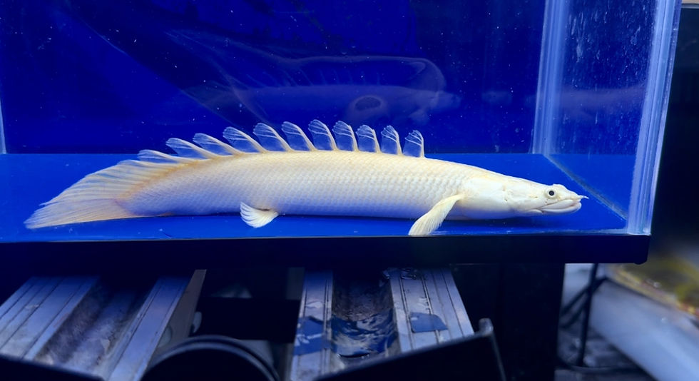 サムネイル： ステゴ体型！極太蜃気楼！モンスター間違いなし！25cm！