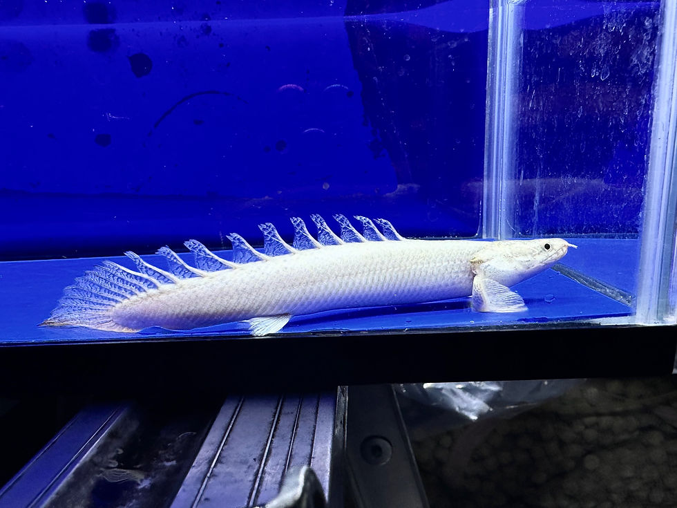 サムネイル： 史上最強！天使の咆哮！超極美！プラチナムデルヘッジ！15cm！
