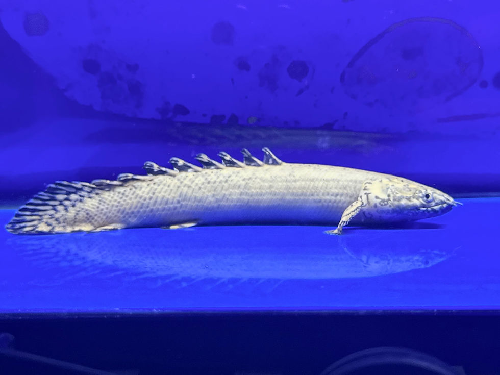 サムネイル： 超一級品！極美 極太！！プラチナオルナティ 17cm！