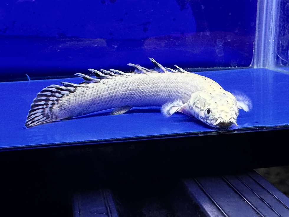 超純白！超美顔！プラチナムオルナティ！13cm！