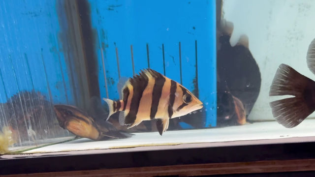 サムネイル： 超激レア！片側Y！片側完品リアルバンド！10cm