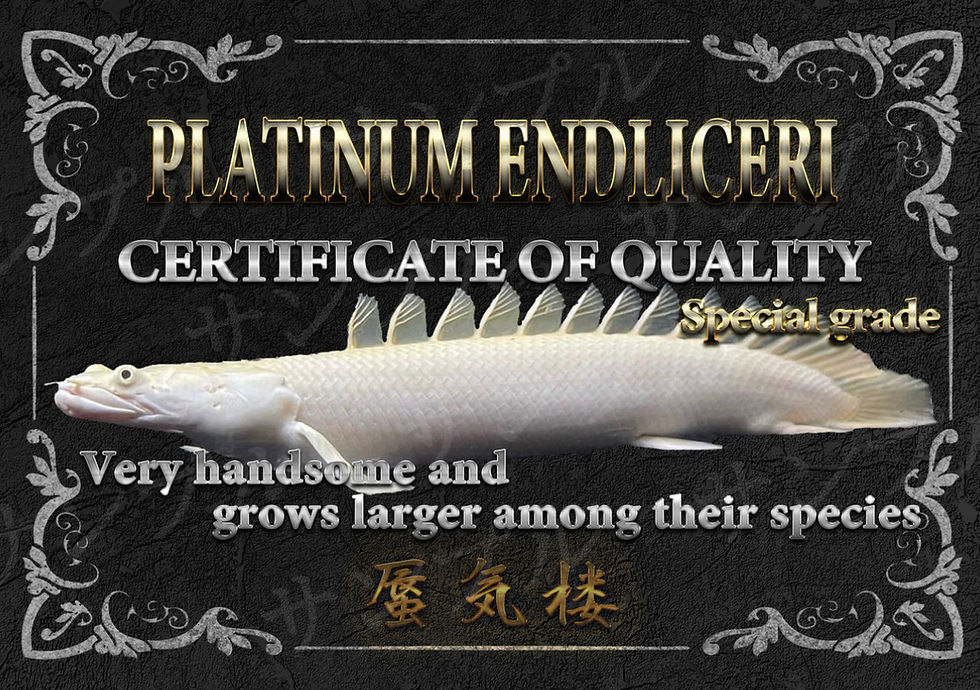 サムネイル： 超スプーンヘッド！扁平顔！ワイルドフェイス 蜃気楼 22cm！3