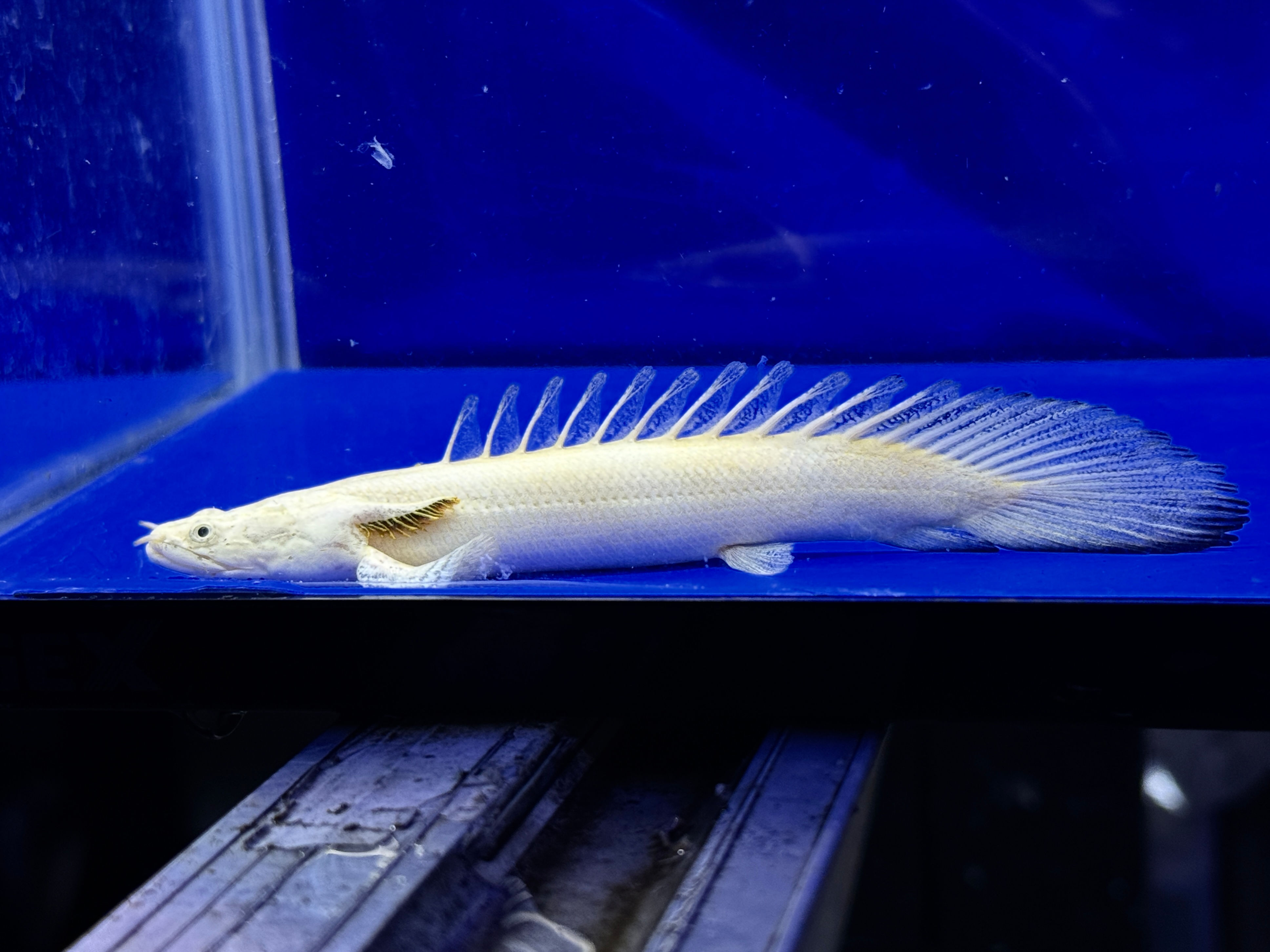 至宝級！超極美スプーンヘッド蜃気楼！10cm！③