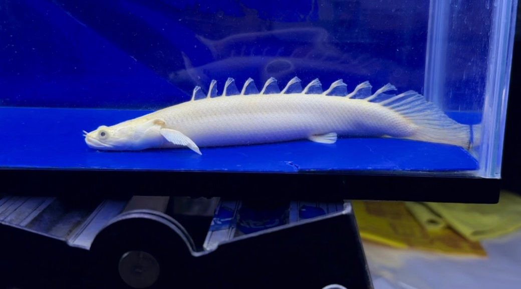 極太！プラチナエンドリケリー22cm③