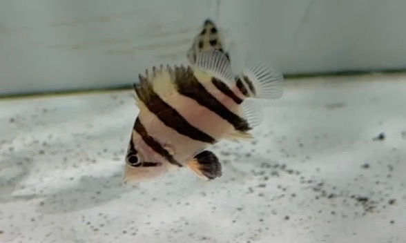 サムネイル： 世界最高峰のシャムタイガースラッシュバンド！