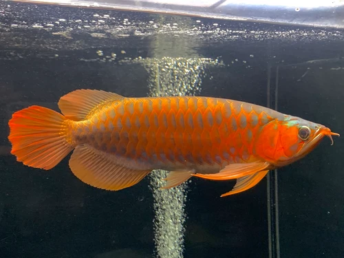 宝石入れ（スーパーレッドアロワナ） 宝石入れ（スーパーレッド