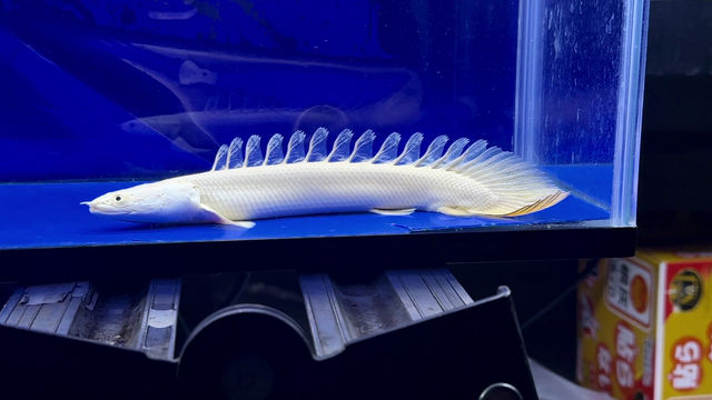 サムネイル： 激レア！ロングフィン！プラチナビキールラプラディ！25cm