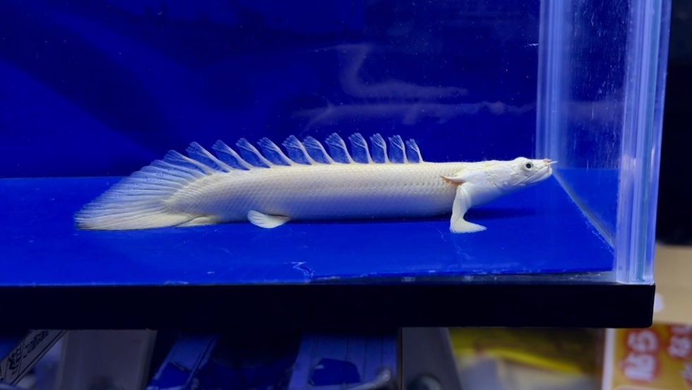 サムネイル： 激レア！蜃気楼 ステゴショート個体！ワイルドフェイス！15cm