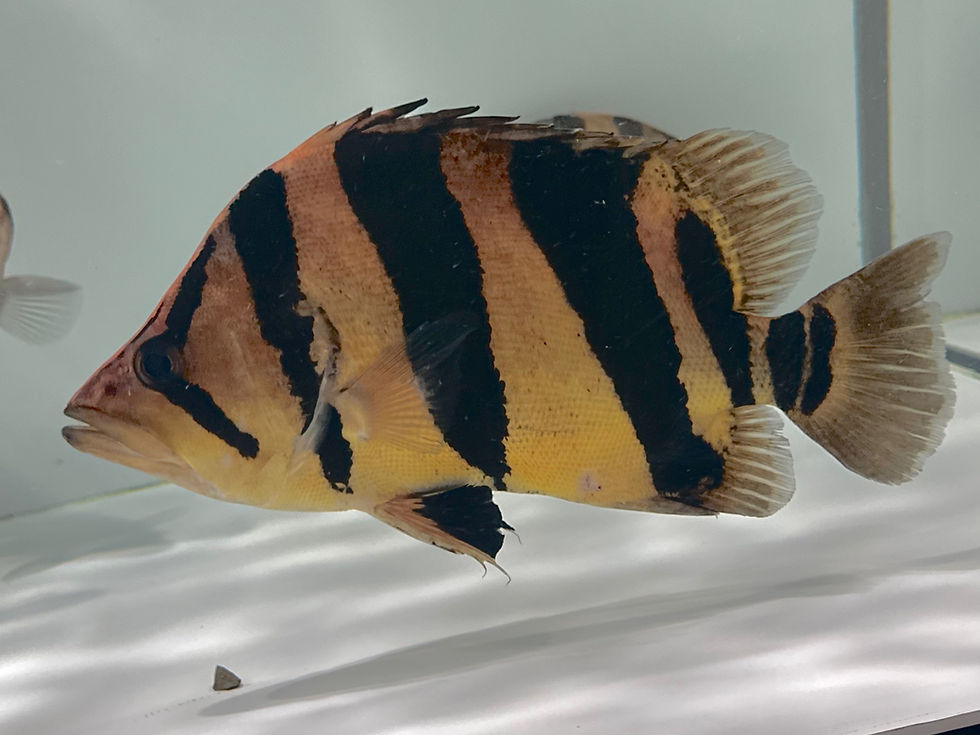 サムネイル： 極上ゴールデンオレンジ！！ダトニオリアルバンド！35cm！証明書付き