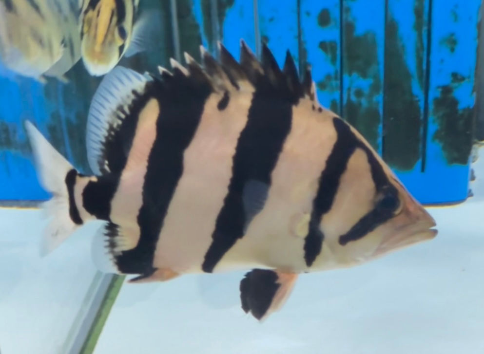 白虎！！ホワイトベースイエロー！シャムタイガー 19cm！