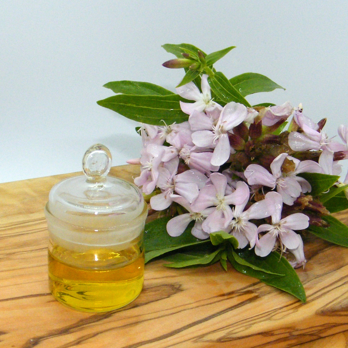Bergamot Reggio