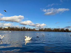 wasserschwan.jpeg