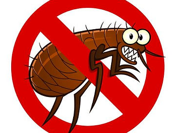 no-flea-clip-art.jpg
