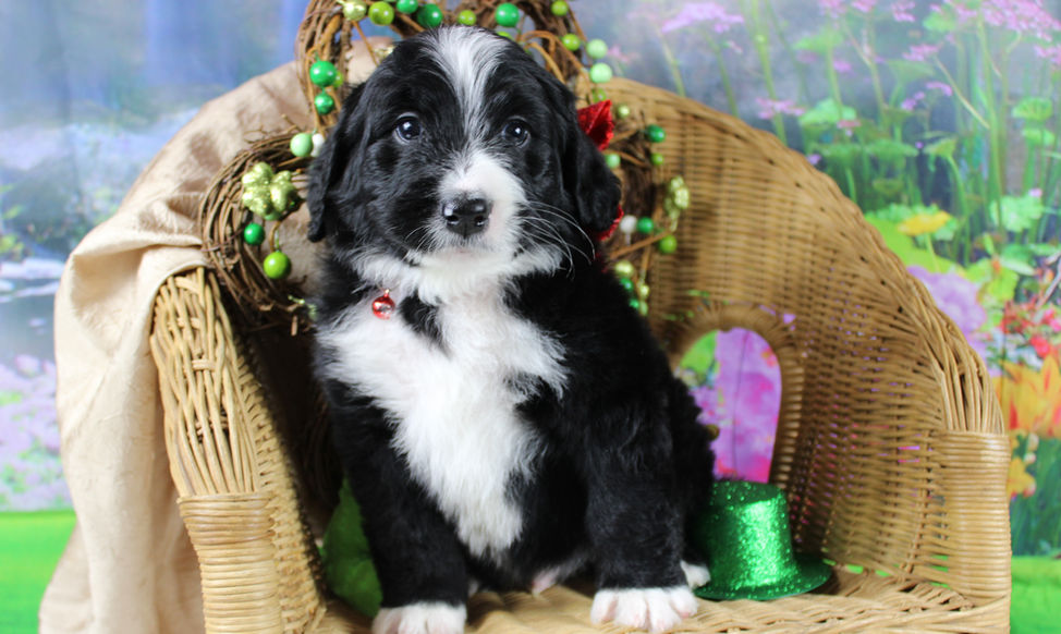 Bernedoodle Standard, Health tested parents. TLC by the Lake poodles and Doodles