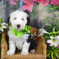 Green Poppy 2-22 9 weeks-1.JPG