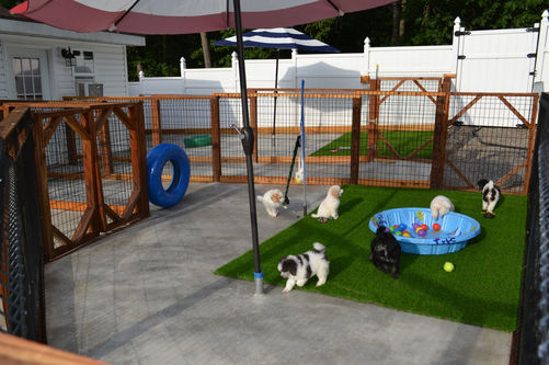 Magnificent Poodles, Sheepadoodles, Goldendoodles, and Bernedoodles Puppies