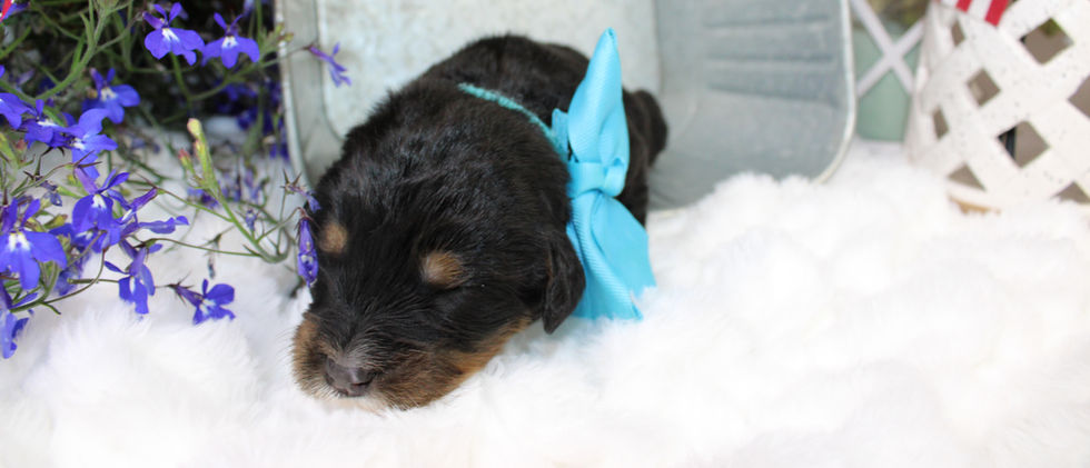 Standard Bernedoodle, Bernedoodle, TLCbytheLake Bernedoodle, Bernese MT Dog,