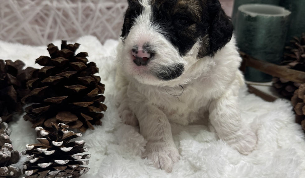 Standard Bernedoodle Parti Puppy for Sale